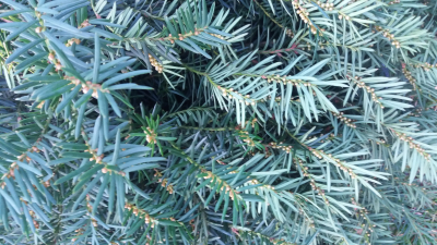 Větvičky tisu / chvojí