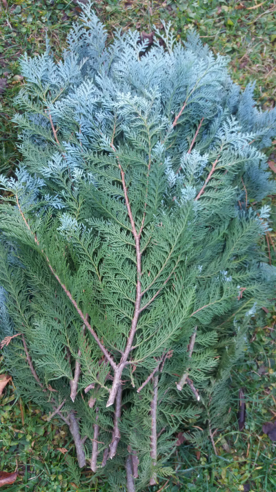 Větvičky thuje modré pro pani Nedbalovou