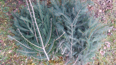 Chvojí/ větvičky smrčku pro paní Alenu