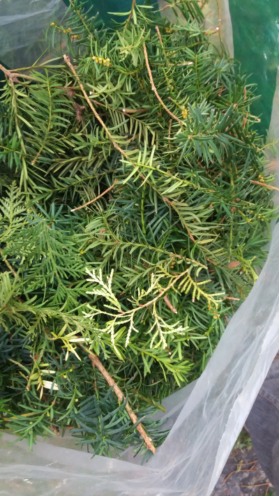 Drobné větvičky tisu na adventní věnec pro paní Alenu