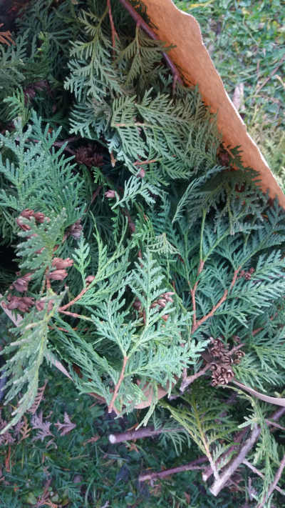 Drobné větvičky thuje na adventní věnec pro paní Alenu