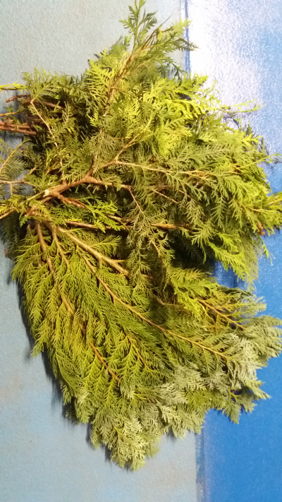 Větvičky thuje modré a klasické pro pana Ondřeje