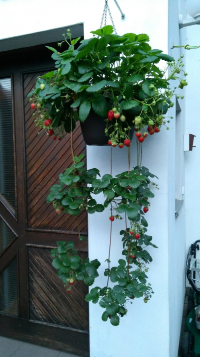 Rostliny převislých jahod na přezimování