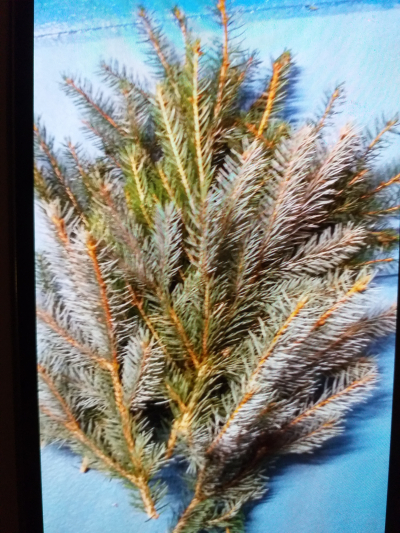 Větvičky klasického smrčku