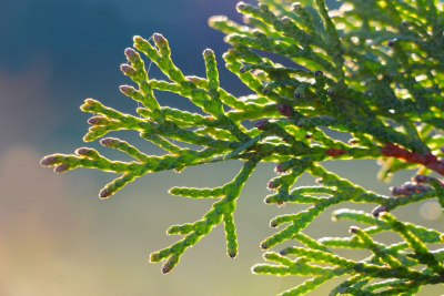 větvičky jehličnaté