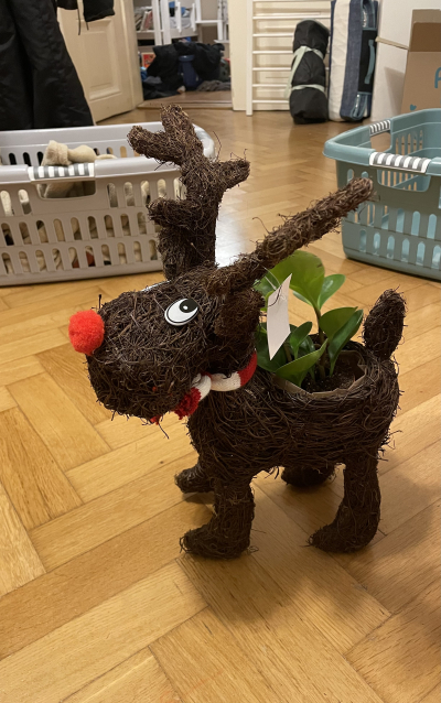 Vánoční dekorace s kytkou