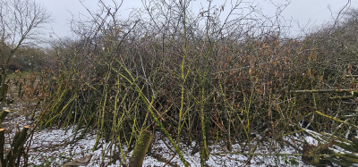 Větve / klestí na štěpku / mulč