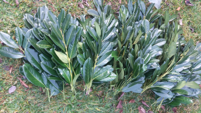 Větvičky bobkovišně pro paní Martinu