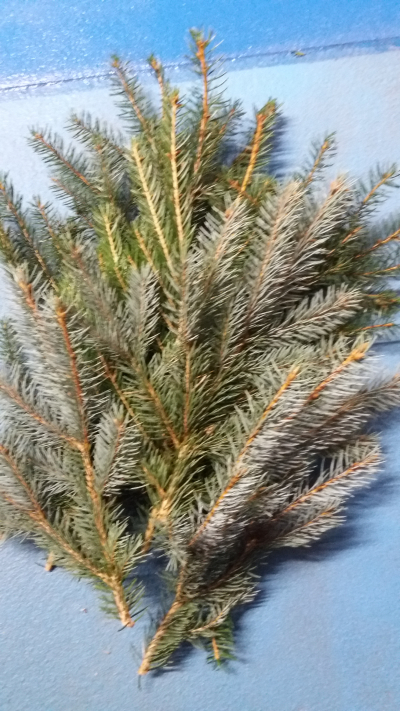 Větvičky stříbrného smrčku pro Jannis