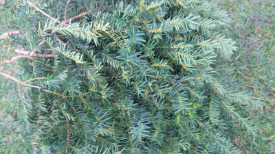 Větvičky tisu pro Jannis