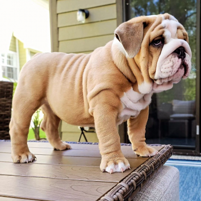 Daruji za odvoz Štěňata anglického buldoka