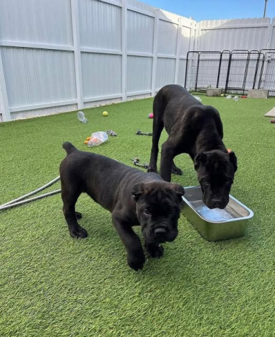 Krásná štěňata Cane Corso