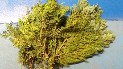 Větvičky z klasické a modré thuje pro paní Sonea