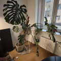 Monstera, spodni stonek s listami