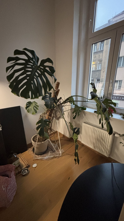 Monstera, spodni stonek s listami