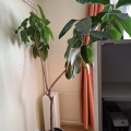 Ficus