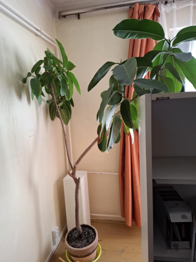 Ficus
