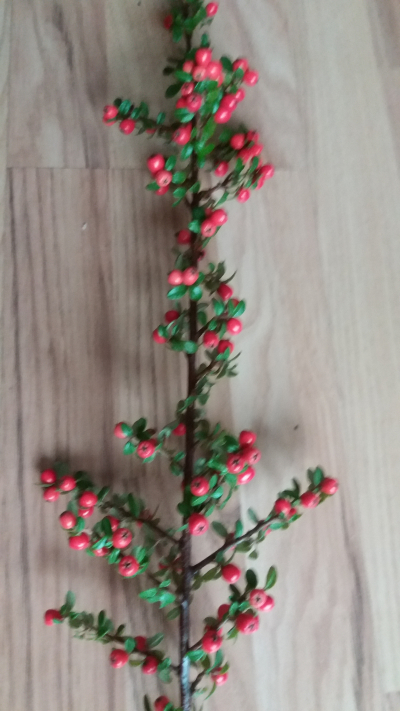 Větvičky skalníku na adventní a novoroční dekorace