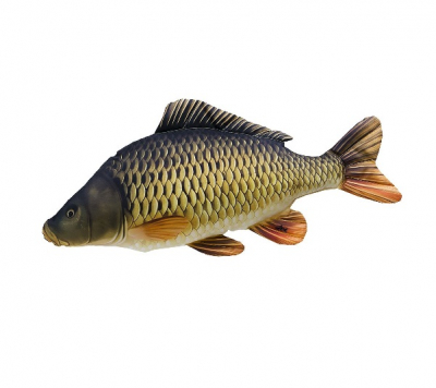 hledám za odvoz kapří vnitřnosti - jirky či mlíčí