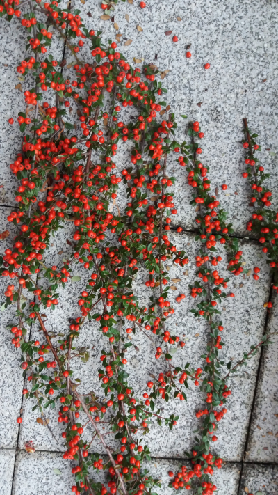 Větvičky skalníku s červenýma bobulema k dekoracím pro Radku