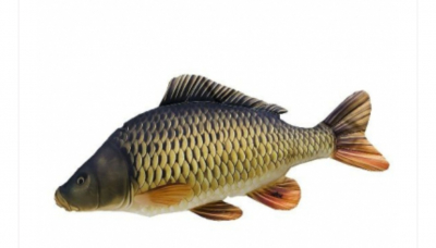 Kapr hlava a vnitrnosti