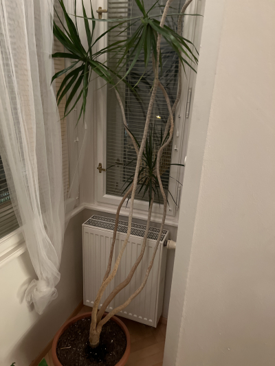 Živá palma včetně květináče