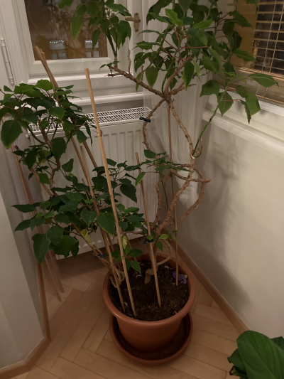 Velká živá kytka včetně květináče