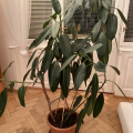 Živý fikus, velký
