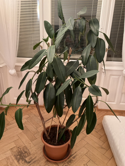 Živý fikus, velký