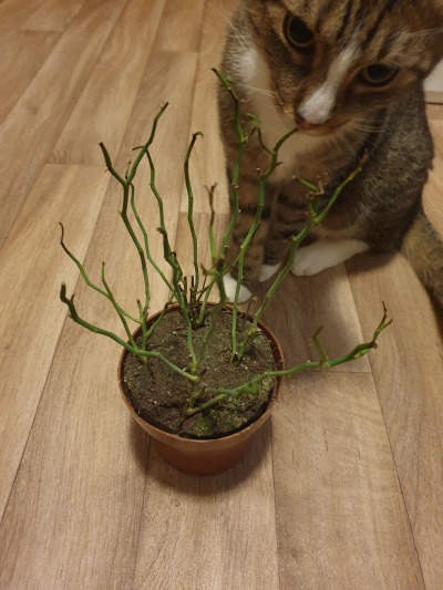 Růže v květináči