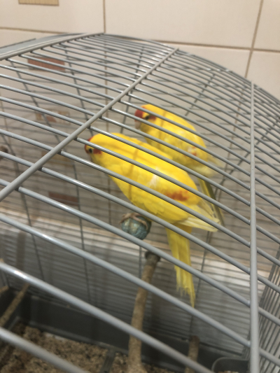 Daruji papoušky kakariki