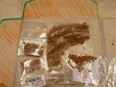 semínka jedlého ibišku...