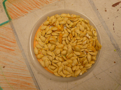 semena okrasné dýně...