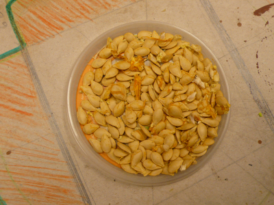 semena okrasné dýně podruhé...