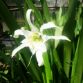Cibule Hymenocallis