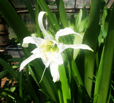 Cibule Hymenocallis