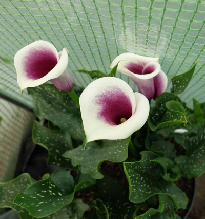 Hlízy Zantedeschia (kala) Picasso