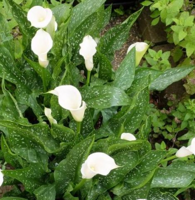 Hlízy Zantedeschia (kala) - bílá