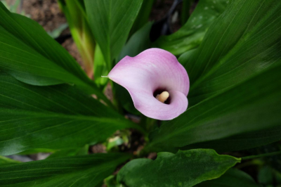 Hlízy Zantedeschia (kala) Captain Romance