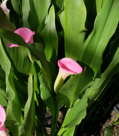 Hlízy Zantedeschia (kala) Twilight
