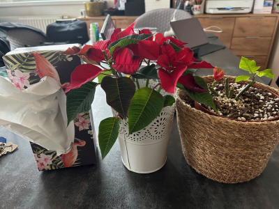 Květiny - vánoční hvězdy