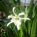 Hymenocallis - cibule
