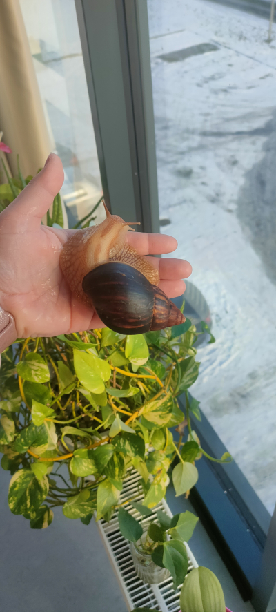 Africký šnek Oblovka obrovská