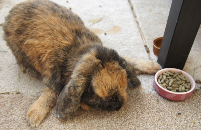 poptávám koberečky, předložky  s vyšším vlasem