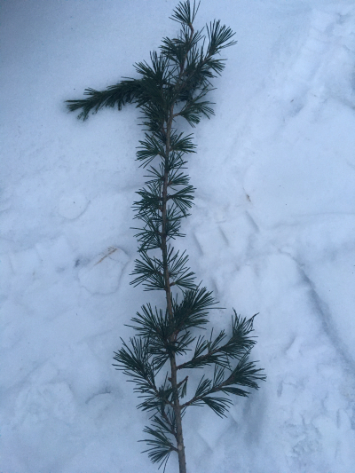 Větvičky cedru atlaského