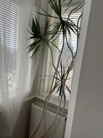 Živa velká palma včetně květináče