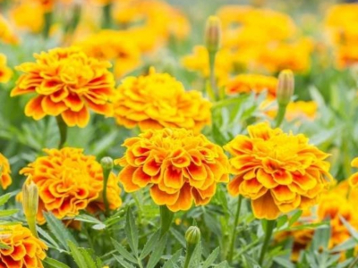 Semínka Aksamitníku