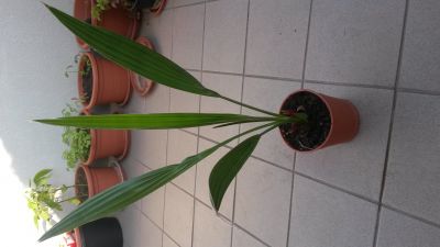 Datlova palma 52cm i s květináčem