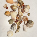 Mořské mušle