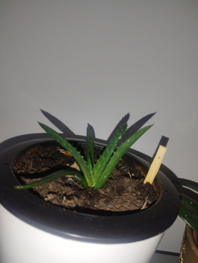 Aloe Vera - sazenice